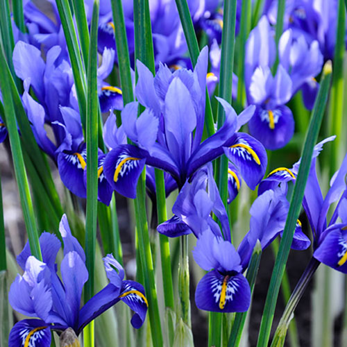 Blue Iris Flower Seeds for Planting – Heirloom, Non-GMO, High Germination Organic Garden Seeds