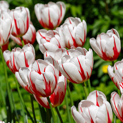 White Red Tulip Flower Seeds – Heirloom, Non-GMO, High Germination Organic Garden Seeds for Planting