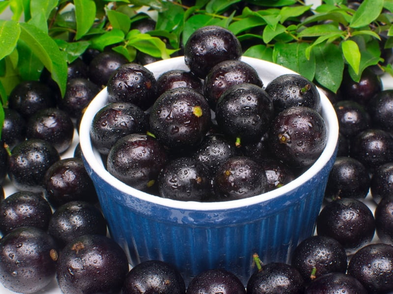 Black Jaboticaba Grape Fruit Seeds for Planting – Heirloom Non-GMO Exotic High Germination Organic Garden Seeds
