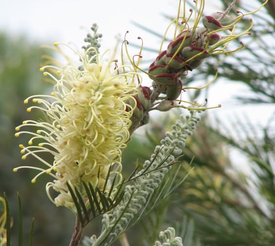 White Grevillea Robusta Flower Seeds – Heirloom, Non-GMO, High Germination Seeds for Planting Home Garden