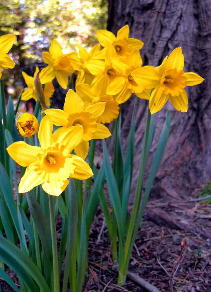 Flower Seeds, Seeds,Seeds For Planting,Plant Seeds