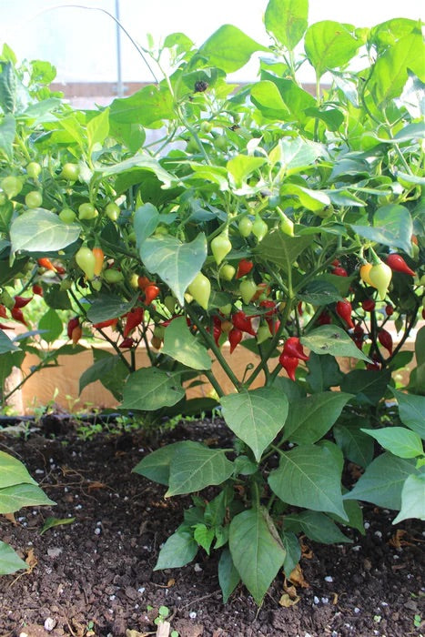 Biquinho Pepper Seeds – Heirloom Non-GMO Sweet Brazilian Chili Vegetable Seeds for Planting, Organic Garden Seeds