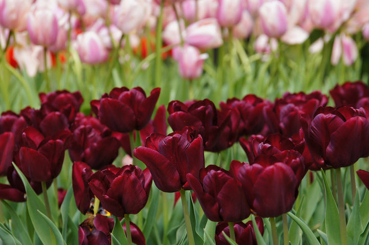 Maroon Tulip Flower Seeds for Planting – Heirloom, Non-GMO, High Germination Organic Garden Seeds