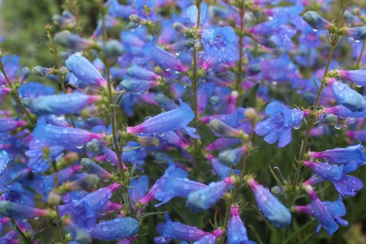 Blue Penstemon Flower Seeds for Planting – Heirloom Non-GMO, High Germination Organic Garden Seeds