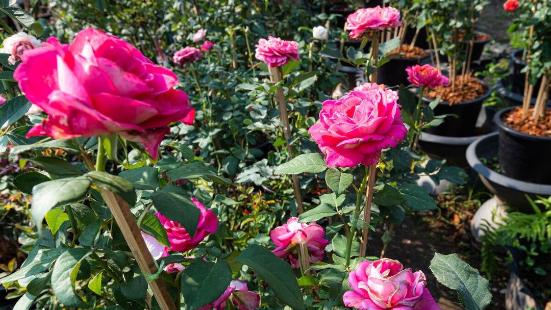 Pink Holland Rose Flower Seeds for Planting – Heirloom Non-GMO High Germination Organic Garden Seeds