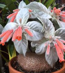 Red Sinningia Leucotricha Flower Seeds for Planting | Heirloom Non-GMO Organic Garden Seeds | Low Maintenance, 100pcs