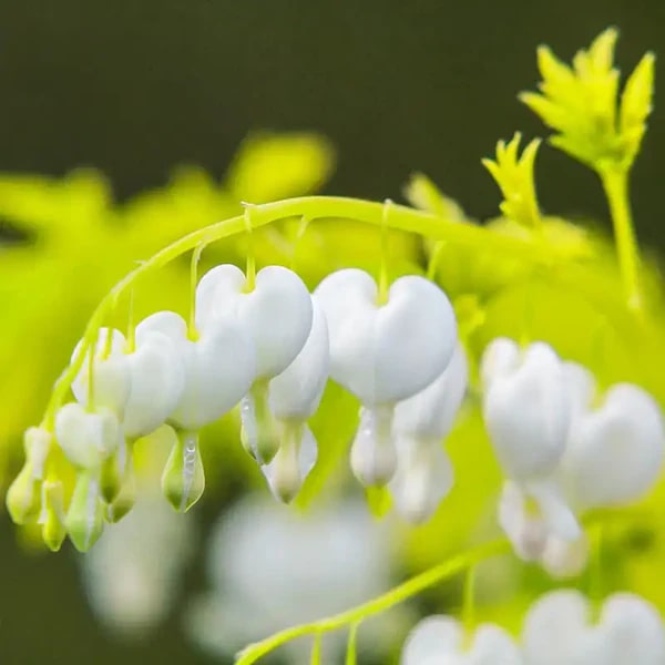 White Yellow Heart Flower Seeds for Planting – Heirloom Non-GMO High Germination Organic Garden Seeds