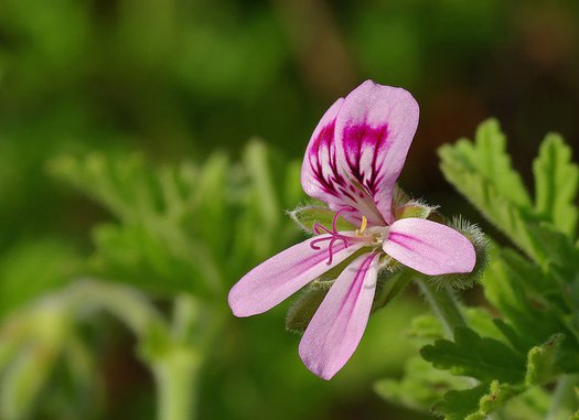 Graveolens Flower seeds for Planting - Drought Tolerant, Heirloom & GMO Free Seeds for Home Gardens Non-GMO High Germination Organic Garden Seeds