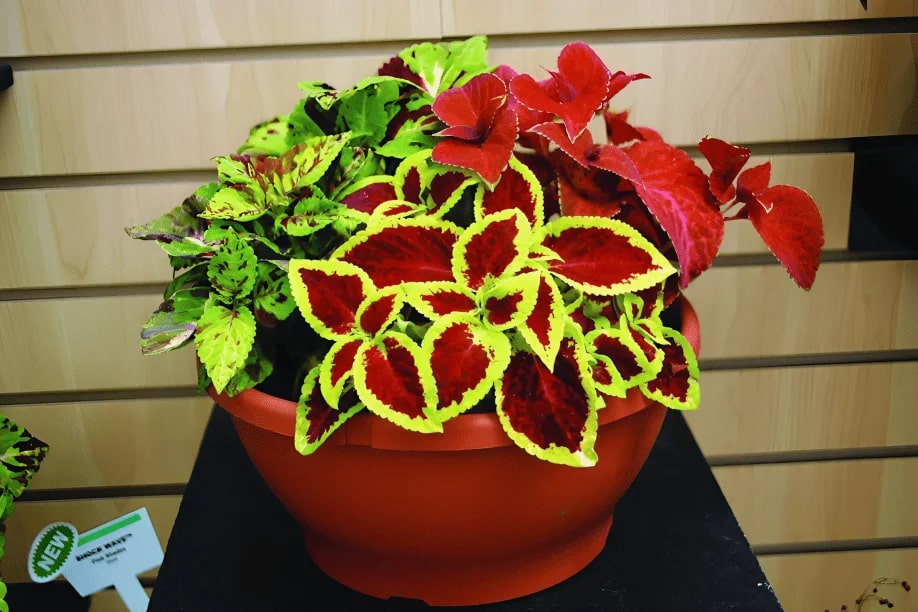 Rainbow Dragon Coleus Seeds for Planting – Heirloom, Non-GMO, Colorful Display, High Germination