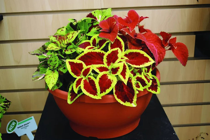 Rainbow Dragon Coleus Seeds for Planting – Heirloom, Non-GMO, Colorful Display, High Germination