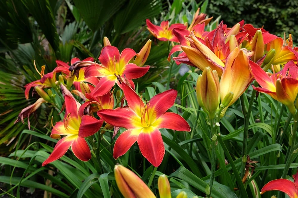 Daylily Flower Seeds for Planting – Heirloom, Non-GMO, Pollinator Friendly Garden Seeds