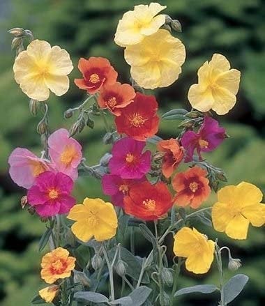 Mix Helianthemum Flower Seeds for Planting – Heirloom Non-GMO, High Germination Organic Garden Seeds