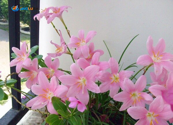 Pink Daffodil Flower Seeds for Planting – Heirloom, Non-GMO, High Germination Organic Garden Seeds