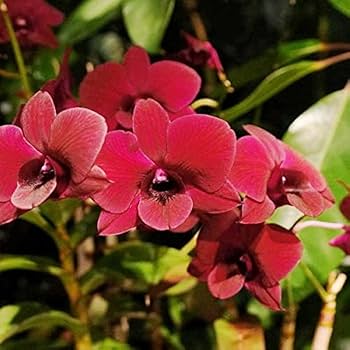 Deep Red Orchid Flower Seeds – Colorful Display, Heirloom &amp; Non-GMO Seeds for Planting Home Garden