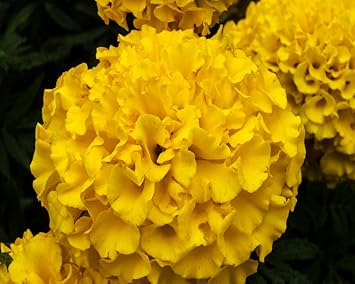 Thick Yellow Hydrangea Flower Seeds for Planting – Heirloom, Non-GMO, High Germination Garden Seeds