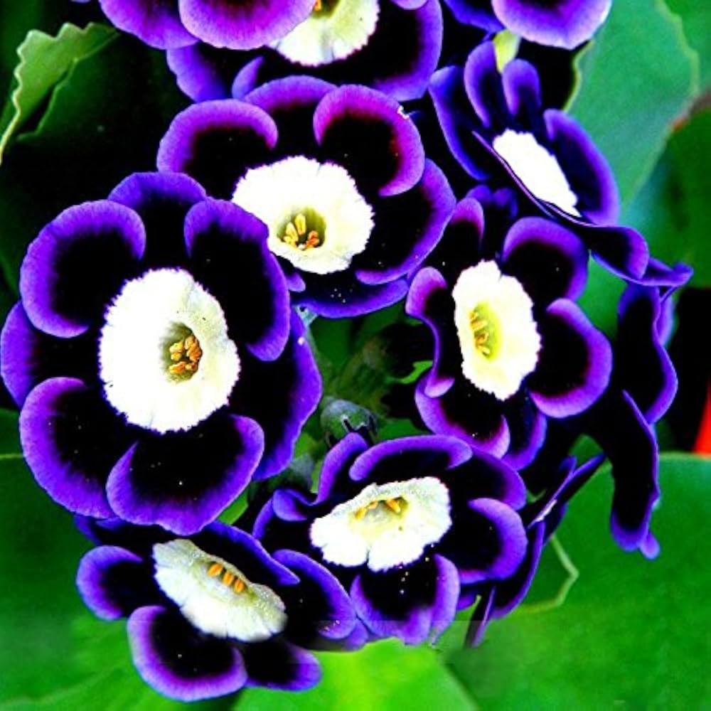 Blue Black Phantom Flower Seeds for Planting – Cut Flower Favorite, Heirloom, Non-GMO Seeds for Home Garden