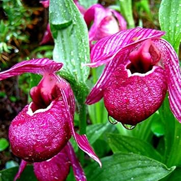 Flower Seeds, Seeds,Seeds For Planting,Plant Seeds