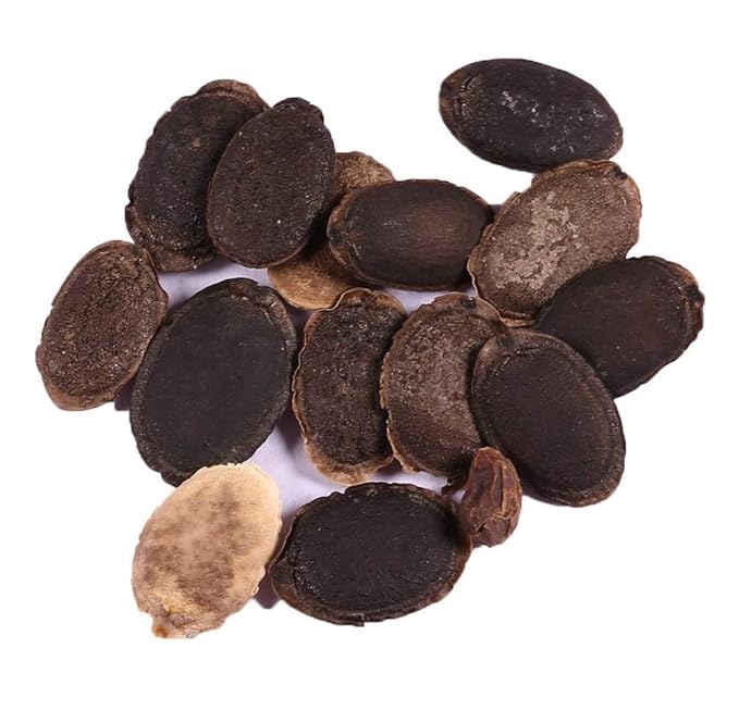 Sponge Gourd Seeds for Planting – Heirloom Non-GMO Edible Luffa Vegetable Seeds with High Germination for Organic Gardens