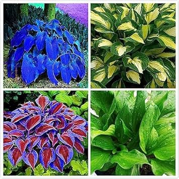 Flower Seeds, Seeds,Seeds For Planting,Plant Seeds