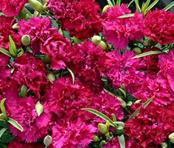 Flower Seeds, Seeds,Seeds For Planting,Plant Seeds
