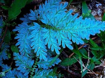 Flower Seeds, Seeds,Seeds For Planting,Plant Seeds