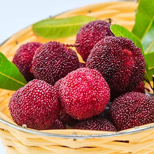 Myrica Rubra Bayberry Fruit Seeds for Planting – Heirloom Non-GMO Fragrant Tropical Tree Seeds with High Germination