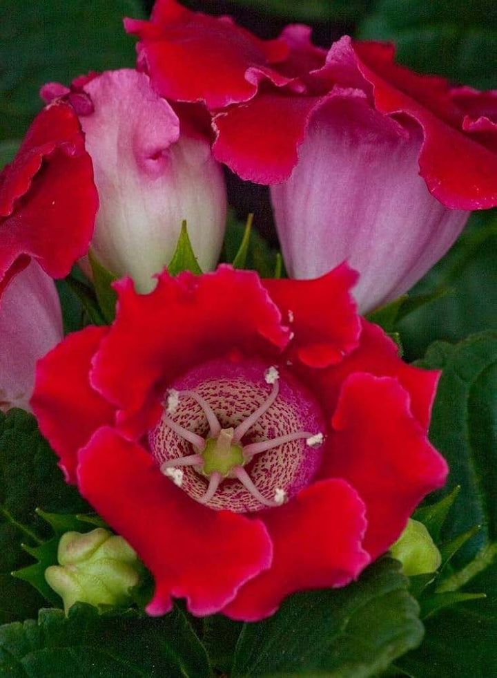 Red Gloxinia Sinningia Flower Seeds for Planting – Heirloom, Non-GMO, Easy to Grow, High Germination