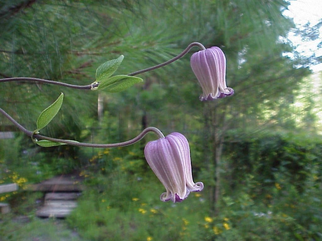 Flower Seeds, Seeds,Seeds For Planting,Plant Seeds