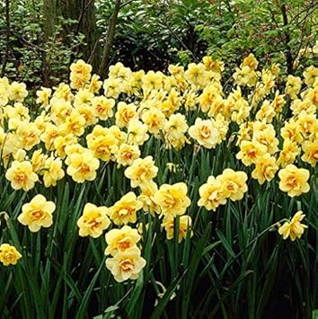 Flower Seeds, Seeds,Seeds For Planting,Plant Seeds