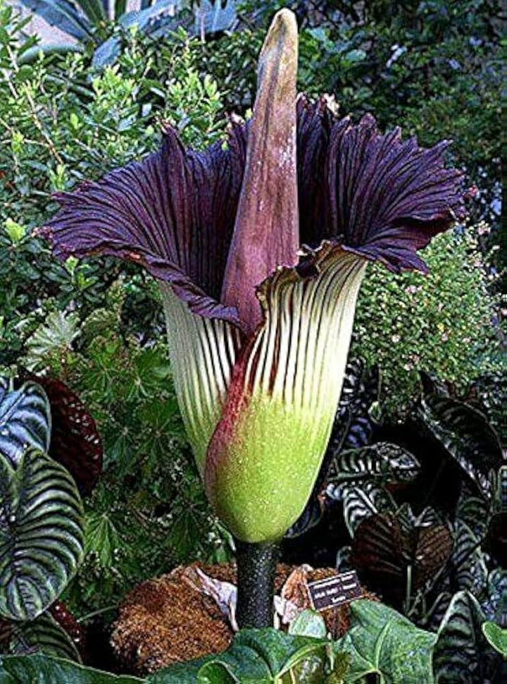 Purple Corpse Titan Arum Flower Seeds for Planting – Heirloom, Non-GMO, High Germination Seeds