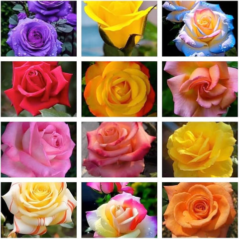 Flower Seeds, Seeds,Seeds For Planting,Plant Seeds