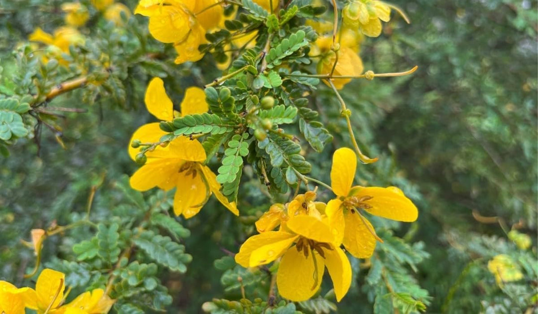 Flower Seeds, Seeds,Seeds For Planting,Plant Seeds