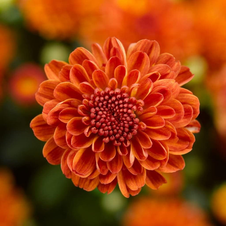 Flower Seeds, Seeds,Seeds For Planting,Plant Seeds