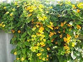 Yellow Thunbergia Flower Seeds for Planting - Heirloom, Non-GMO, High Germination Organic Garden Seeds