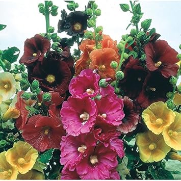 Flower Seeds, Seeds,Seeds For Planting,Plant Seeds
