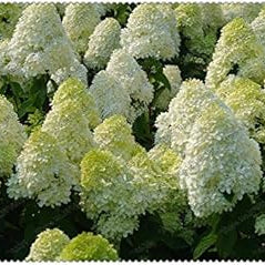 Flower Seeds, Seeds,Seeds For Planting,Plant Seeds