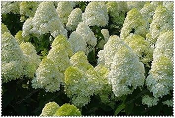 Flower Seeds, Seeds,Seeds For Planting,Plant Seeds