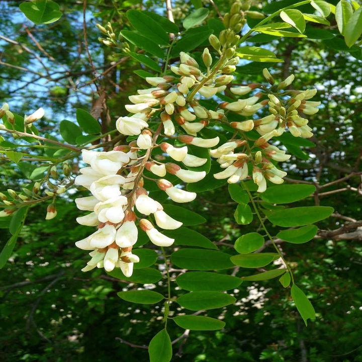 Flower Seeds, Seeds,Seeds For Planting,Plant Seeds