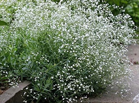 Gypsophila Flower Seeds for Planting Light Violet – Premium Quality, Heirloom, Non-GMO, High Germination Organic Garden Seeds