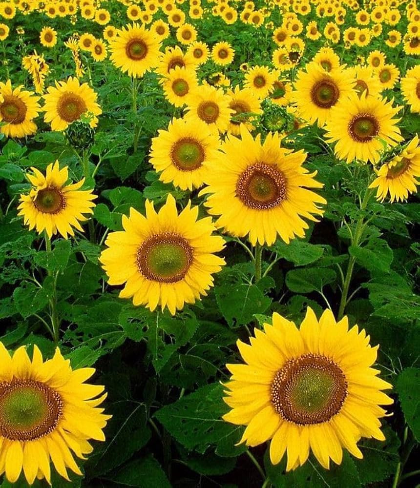 Yellow Giant Sunflower Seeds for Planting | Heirloom Non-GMO High Germination Organic Garden Seeds