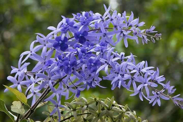 Flower Seeds, Seeds,Seeds For Planting,Plant Seeds