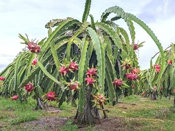 Fruit Seeds,Garden seeds, Seeds For Planting,Plant Seeds
