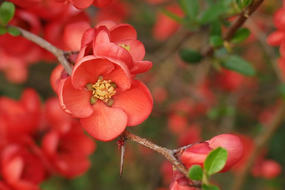 Orange Quince Flower Seeds for Planting – Heirloom Non-GMO, High Germination Organic Garden Seeds