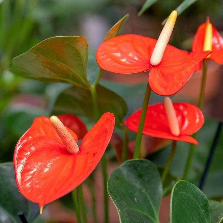 Red Anthurium Andraeanu Flower Seeds for Planting – Heirloom, Non-GMO, Sun Loving, High Germination