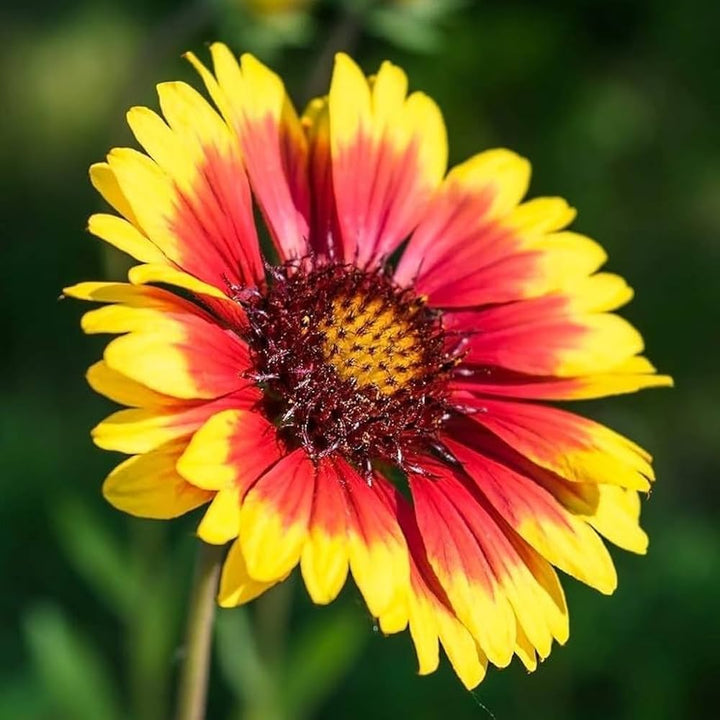 Indian Blanket Flower Seeds for Planting - Heirloom, Non-GMO, High Germination Organic Garden Seeds