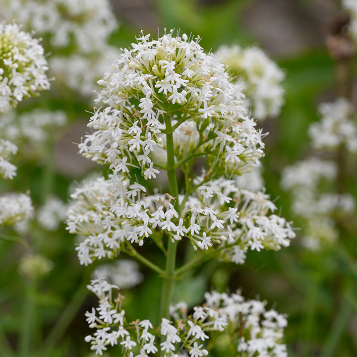 Centranthus Ruber Albus Flower Seeds for Planting | Heirloom Non-GMO High Germination Garden Seeds