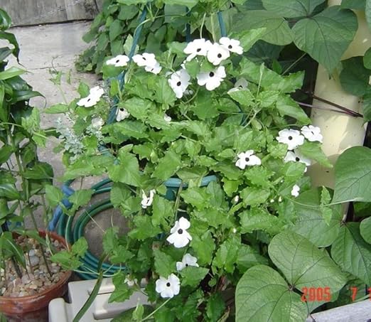 Thunbergia Flower Seeds for Planting – Easy to Grow Heirloom Non-GMO High Germination Organic Garden Seeds