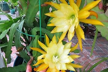 Yellow Epiphyllum Oxypetalum Seeds for Planting | Heirloom Non-GMO Organic Garden Seeds