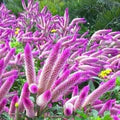 Pink Celosia Caracas Flower Seeds for Planting – Heirloom, Non-GMO Seasonal Organic Garden Seeds