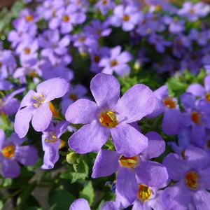 Flower Seeds, Seeds,Seeds For Planting,Plant Seeds